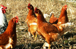 Laying hens and George
