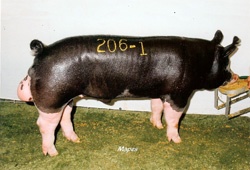 Certified Berkshire Boar