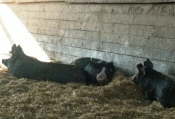 Berkshire hogs in the deep bedded shelter