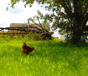 Our Family Farm Background